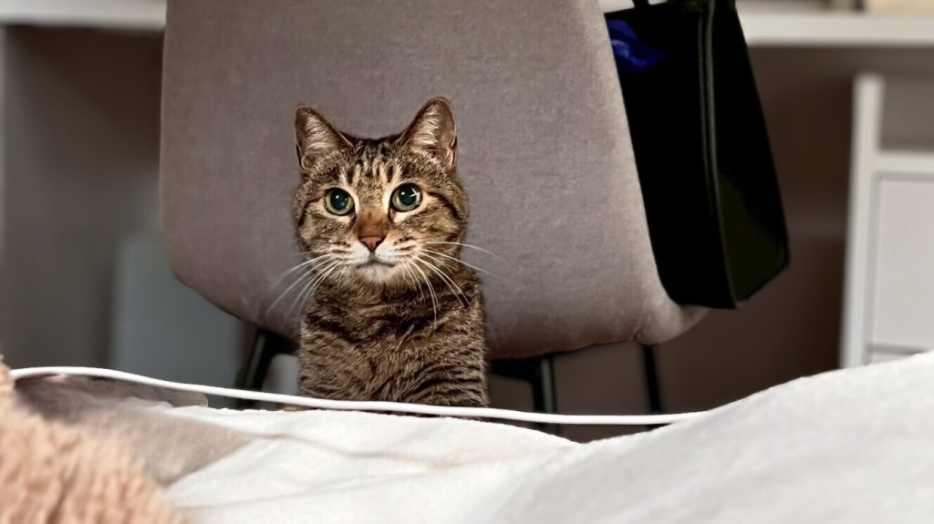 猫 癒し効果
