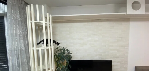猫 リノベーション キャットウォーク