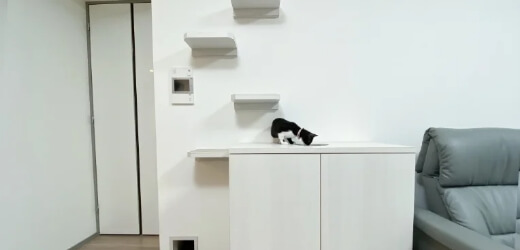猫 リノベーション キャットウォーク